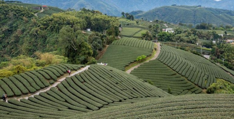Mijn theereis naar Taiwan: het mooiste thee land ter wereld